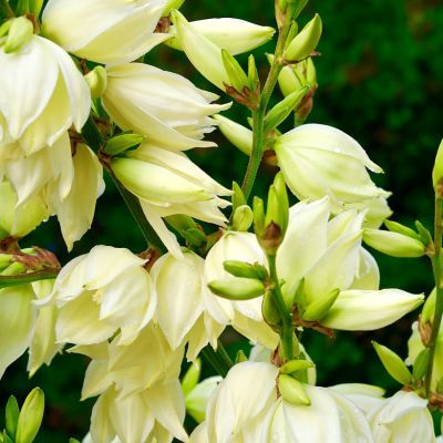 Yucca filamenteux - Leaderplant