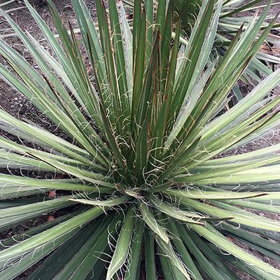 Palmier de Saint-Pierre - Yucca - Leaderplant