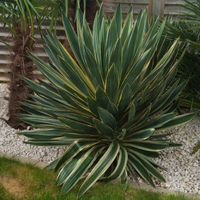 Yucca panaché - Leaderplant