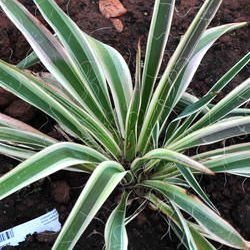 Yucca 'Ivory Towers' - Leaderplant