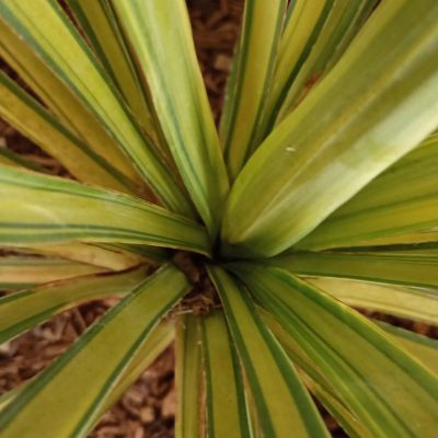 Yucca Banana Split - Leaderplant