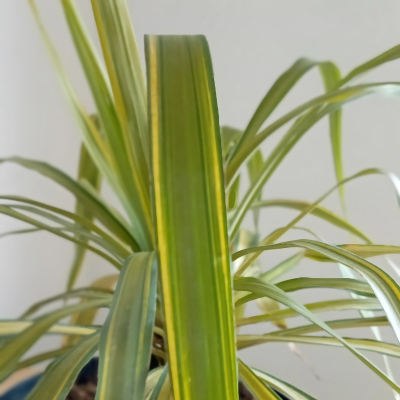 Yucca Banana Split - Leaderplant