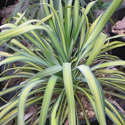 Yucca Banana Split - Leaderplant