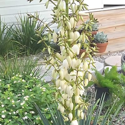 Yucca Blue Sentry  - Leaderplant