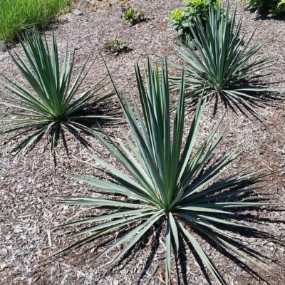 Yucca Blue Sentry  - Leaderplant