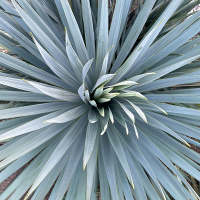 YUCCA rostrata FrenchFlag ® - Leaderplant