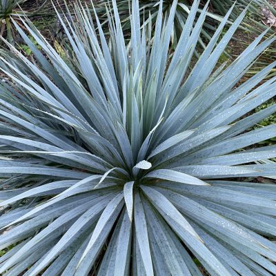 YUCCA rostrata FrenchFlag ® - Leaderplant