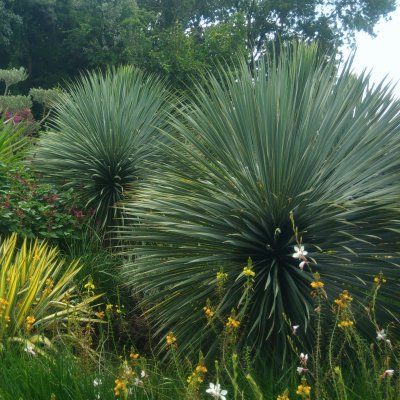 Yucca rostrata - Leaderplant