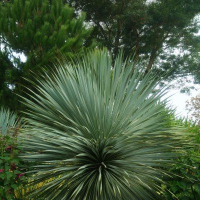 Yucca rostrata - Leaderplant