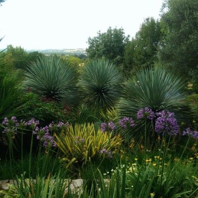 Yucca rostrata - Leaderplant