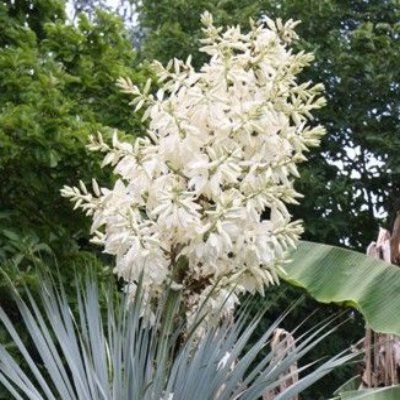 Yucca 'Sapphire Skies' ® - Leaderplant