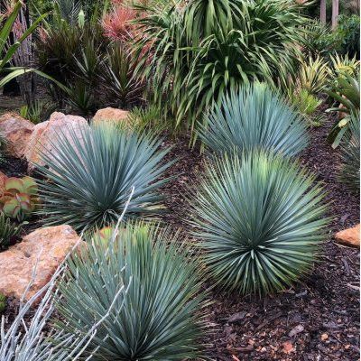 Yucca 'Sapphire Skies' ® - Leaderplant