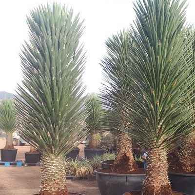 Palmier de Saint-Pierre - Yucca - Leaderplant