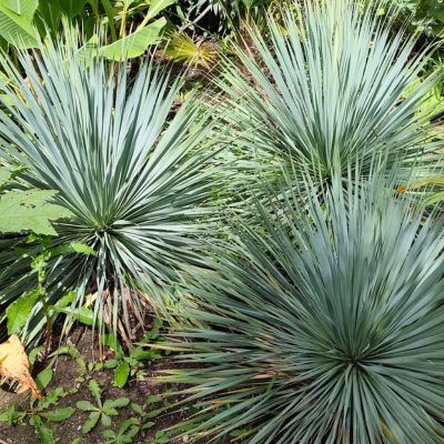 Yucca rostrata - Leaderplant