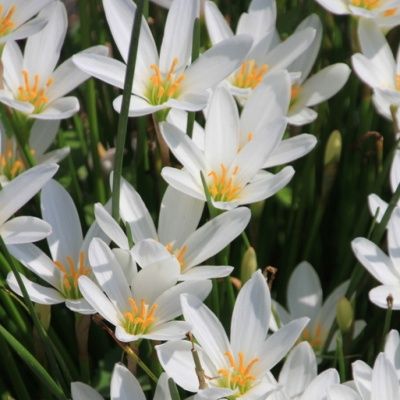 Lis Zéphir blanc - Crocus du Brésil - Leaderplant