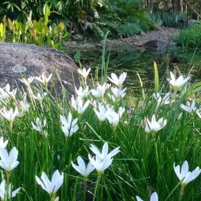 Lis Zéphir blanc - Crocus du Brésil - Leaderplant