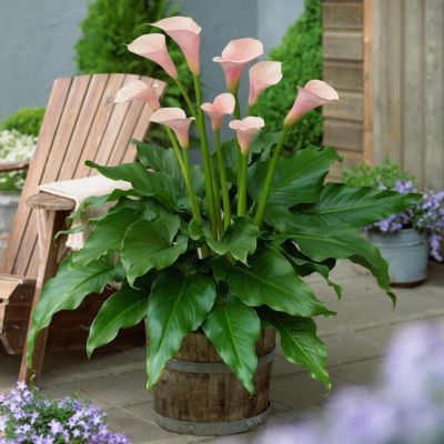 Arum Flamingo - Leaderplant