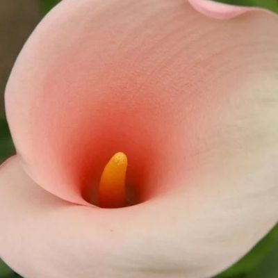 Arum Flamingo - Leaderplant