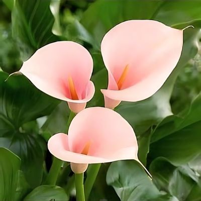 Arum Flamingo - Leaderplant