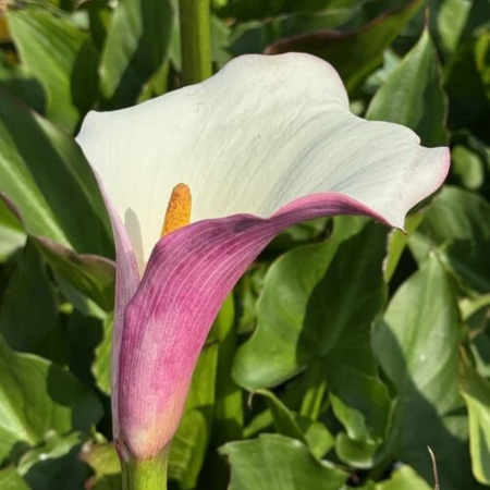 Arum d’Éthiopie Purple White  - Leaderplant