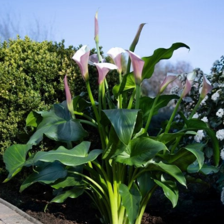Arum d’Éthiopie Purple White  - Leaderplant