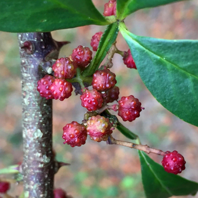 Poivrier de Timut  - Leaderplant