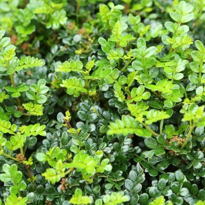 Poivrier de Beechey - Leaderplant