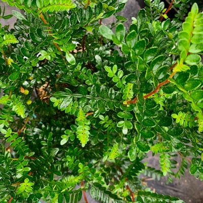 Poivrier de Beechey - Leaderplant