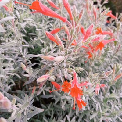 Fuchsia de Californie / Zauschneria californica Western Hills - Leaderplant