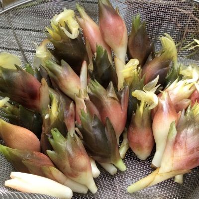 Gingembre japonais mioga - Leaderplant