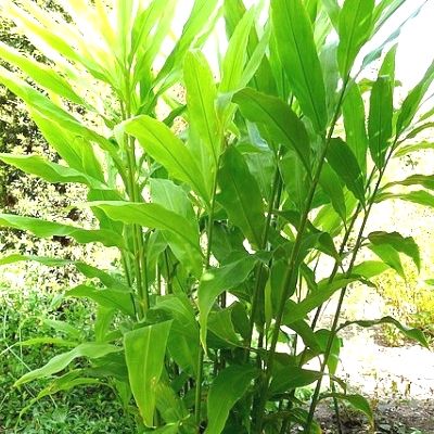 Gingembre japonais mioga - Leaderplant