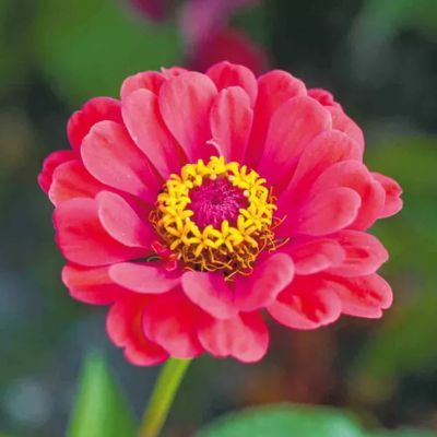 Graines mélange Zinnia Elegans Double (Ferme de Sainte Marthe) - Leaderplant