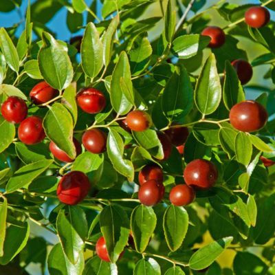 Jujubier Li - Jujube - Dattier chinois - Leaderplant