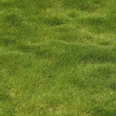 Zoysia - Gazon des Mascareignes - Leaderplant
