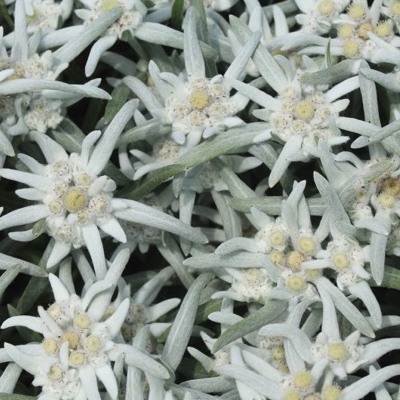 Edelweiss 'Blossom of Snow' ® - Vente en ligne de plants de Edelweiss  'Blossom of Snow' ® pas cher | Leaderplant