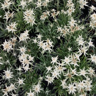 Edelweiss 'Blossom of Snow' ® - Vente en ligne de plants de Edelweiss  'Blossom of Snow' ® pas cher | Leaderplant
