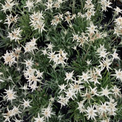 edelweiss