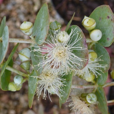 Eucalyptus - Gommier bleu - Vente en ligne de plants de Eucalyptus -  Gommier bleu pas cher