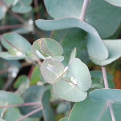 Eucalyptus (feuilles)