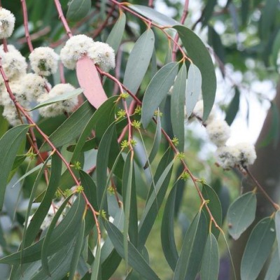 Eucalyptus parvifolia à petites feuilles - Vente en ligne de plants de  Eucalyptus parvifolia à petites feuilles pas cher