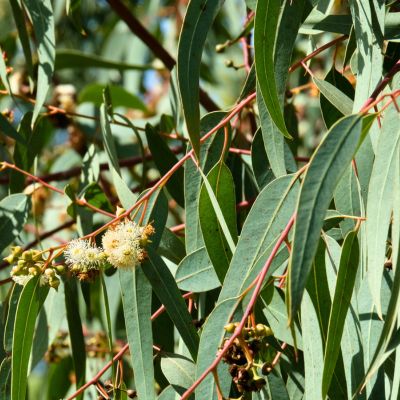 Eucalyptus - Gommier bleu - Vente en ligne de plants de Eucalyptus -  Gommier bleu pas cher