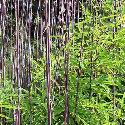 Jardin Bambou 1 x Fargesia Nit c5 Top variété pour haie "VOLCANO' 60-80 cm XXL Casserole
