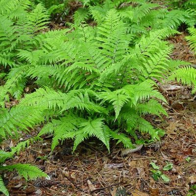 Athyrium filix-femina: fougère femelle. Fougères d'extérieur