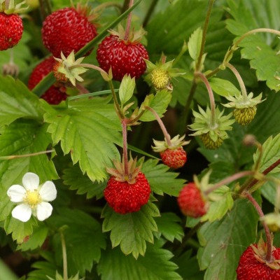 Fraisier des bois - Vente en ligne de plants de Fraisier des bois