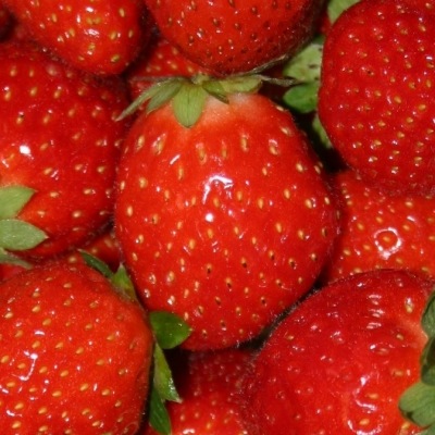Fraise MARA DES BOIS (Fragaria vesca) gout fraise des bois