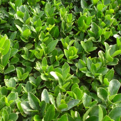 Euonymus japonicus - Achat Fusain du Japon persistant vert