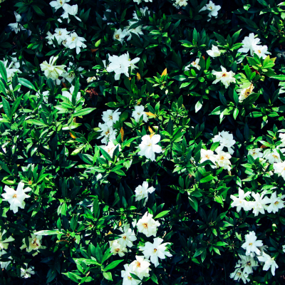 Gardénia Rustique 'Kleim’s Hardy' - Pot 3-4 Litres - Fleurs Blanches Parfumées - Persistant - Résistant Au Froid