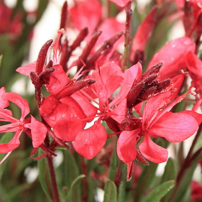 Gaura à fleurs rouges - Vente en ligne de plants de Gaura à fleurs rouges  pas cher | Leaderplant