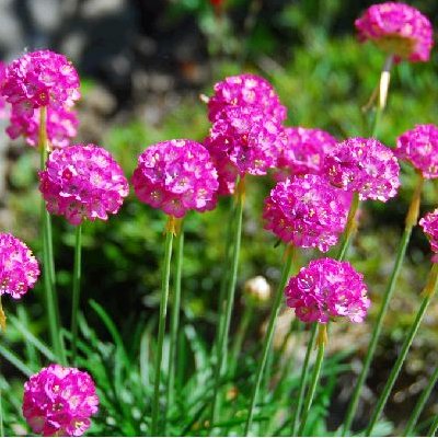 Gazon d'Espagne Rose - Armeria - Vente en ligne de plants de Gazon  d'Espagne Rose - Armeria pas cher | Leaderplant