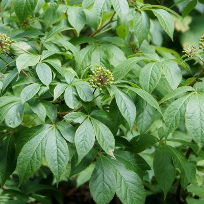 ginseng-russe10.jpg